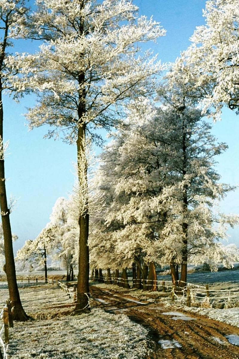 Winter in Breklenkamp